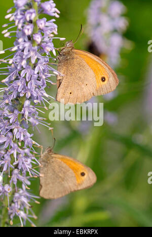 (Maniola jurtina Meadow brown, Epinephele jurtina), deux individus sur les fleurs violettes, Allemagne Banque D'Images