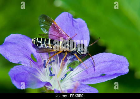 (Megalodontes spec.), assis sur une fleur violette, Allemagne Banque D'Images
