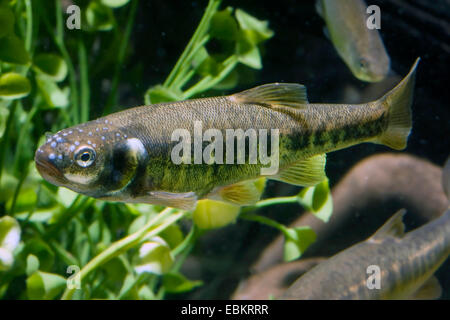 D'argent, d'Eurasie (Phoxinus phoxinus), natation, Allemagne Banque D'Images