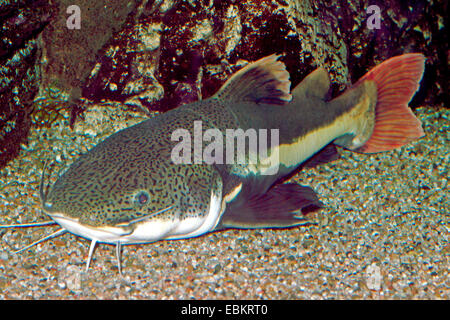 Redtailed (poisson-chat géant Phractocephalus hemioliopterus), sur le terrain Banque D'Images