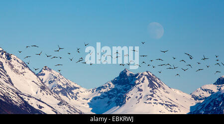 Bécasseau maubèche (Calidris canutus), la migration des oiseaux avec lune sur les montagnes enneigées, la Norvège, Troms, Tisnes Banque D'Images