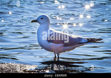 Mew Gull (Larus canus), dans l'éclairage à l'Prestvannet Lake, Norway, Troms, Tromsoe Banque D'Images