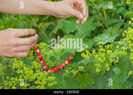 Fraise des bois, fraise, fraise des bois (Fragaria vesca), les fruits sur perles un brin d'herbe, Allemagne Banque D'Images