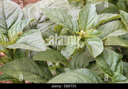 Amarante sauvage, Vert l'amarante (Amaranthus lividus, Amaranthus blitum), feuilles Banque D'Images