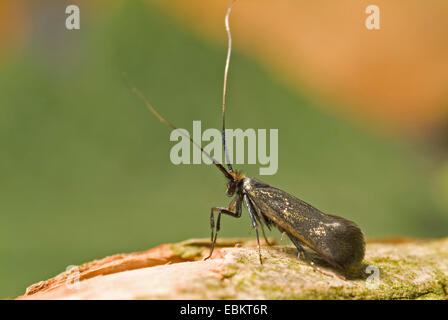 Longhorn vert, vert-Long Horn (Adela reaumurella, Phalaena reaumurella, Phalaena viridella viridella, Adela), assis sur une pierre, Allemagne Banque D'Images