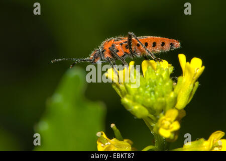 Fire bug (Corizus hyoscyami), assis sur les fleurs jaunes, Allemagne Banque D'Images