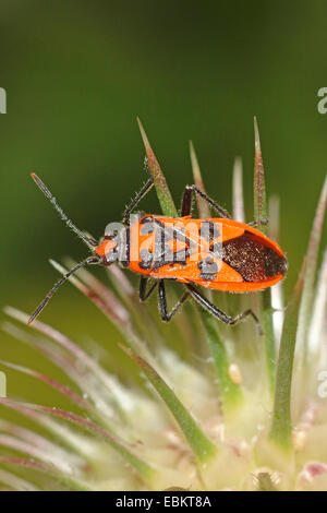 Fire bug (Corizus hyoscyami), assis sur une usine, Allemagne Banque D'Images