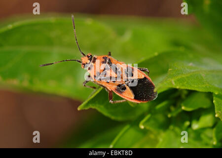 Fire bug (Corizus hyoscyami), assis sur une usine, Allemagne Banque D'Images