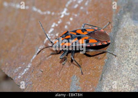 Soldat crétois Beetle (Lygaeus saxatilis), assis sur le sol, Allemagne Banque D'Images