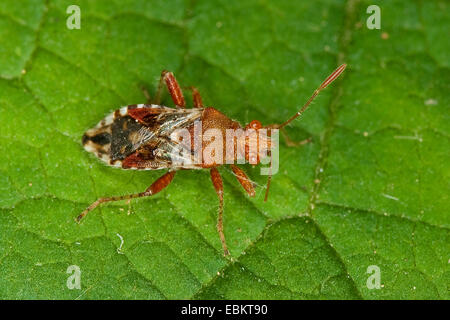 La matricaire inodore, Rhopalid Rhopalus subrufus (bug), assis sur une feuille, Allemagne Banque D'Images