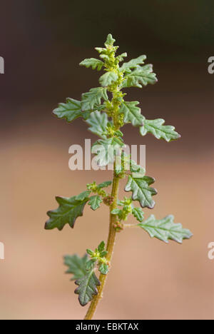 Moite, chénopode Chénopode glabre de Tasmanie (Chenopodium pumilio, Dysphania pumilio), blooming, Allemagne Banque D'Images