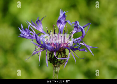 Montane star-chardon, bleuet vivace, la centaurée des montagnes (centaurea montana), la floraison, Allemagne Banque D'Images