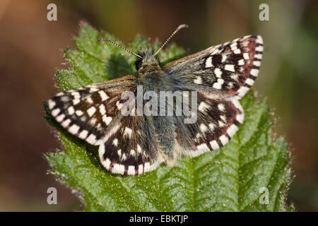 (Pyrgus malvae grizzled skipper), assis sur une feuille, Allemagne Banque D'Images