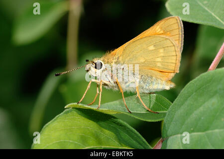 Grand skipper (Ochlodes venatus, Ochlodes venata, Ochlodes sylvanus), assis sur une feuille, Allemagne Banque D'Images
