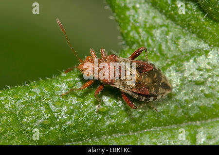 La matricaire inodore, Rhopalid Rhopalus subrufus (bug), assis sur une feuille, Allemagne Banque D'Images