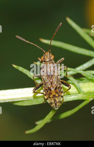 La matricaire inodore, Rhopalid Stictopleurus punctatonervosus (bug), assis sur une usine, Allemagne Banque D'Images