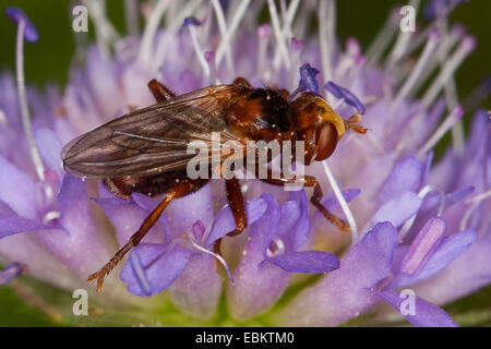 Les mouches à tête épaisse, Conopid (Sicus ferrugineus), assis sur Knautia, Allemagne Banque D'Images