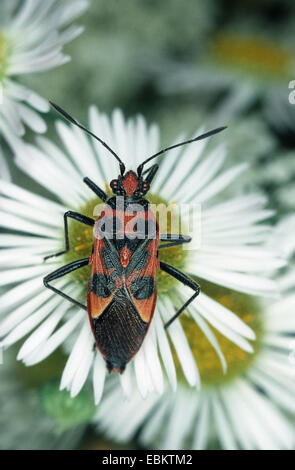 Fire bug (Corizus hyoscyami), sur la fleur blanche, Allemagne Banque D'Images