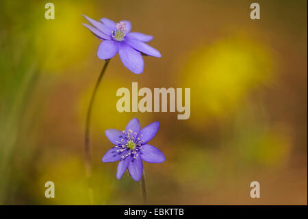 Hepatica, American liverleaf (Hepatica nobilis hépatique, anemone hepatica), qui fleurit dans le sol forestier, Allemagne Banque D'Images