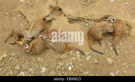 À queue fine, suricate (Suricata suricatta) suricates, groupe dans un boîtier Banque D'Images