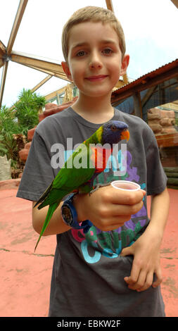 Rainbow Lorikeet lory, arc-en-ciel (Trichoglossus haematodus), boy holding a Rainbow Lorikeet doux sur son bras Banque D'Images