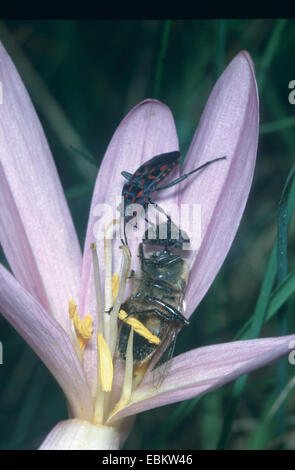 Bug d'asclépiade (Lygaeus saxatilis), dans une fleur avec une abeille Banque D'Images