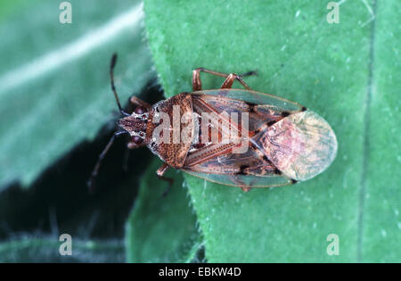 Bug de bouleau (Kleidocerys resedae), sur une feuille, Allemagne Banque D'Images