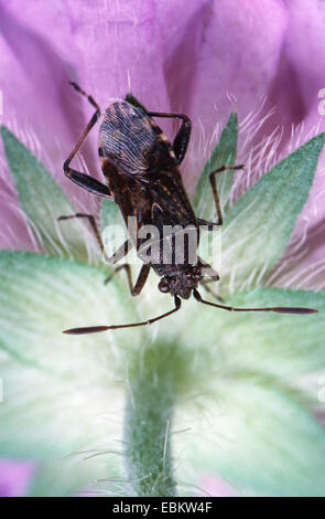 La matricaire inodore, Rhopalid Rhopalus parumpunctatus (bug), sur fleur de lilas, Allemagne Banque D'Images