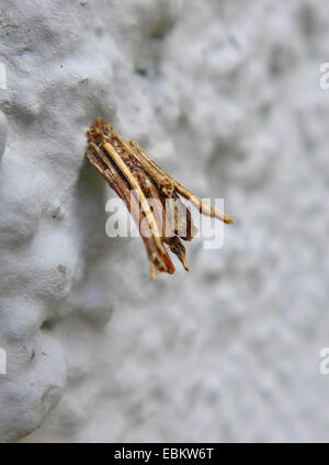 Bagworm (Psyche spec.), Caterpillar, dans son cas, l'Allemagne, Rhénanie du Nord-Westphalie Banque D'Images