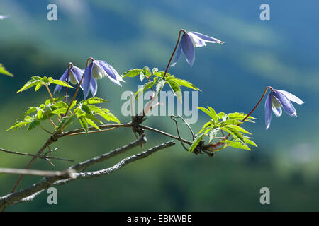 Clématite (Clematis alpina alpine), la floraison, Suisse Banque D'Images