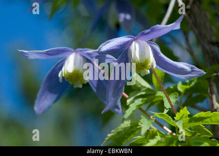 Clématite (Clematis alpina alpine), fleurs, Suisse Banque D'Images