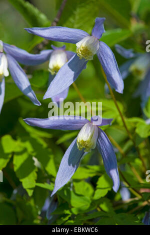 Clématite (Clematis alpina alpine), fleurs, Suisse Banque D'Images