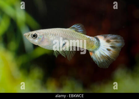 Guppy (Poecilia reticulata, Lebistes reticulatus, Lebistes reticulata), race forme mosaïque rouge Banque D'Images