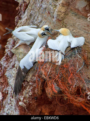 Fou de Bassan (Sula bassana, Morus bassanus), trois oiseaux adultes se quereller au nid, Europe, Allemagne, Schleswig-Holstein, Helgoland Banque D'Images