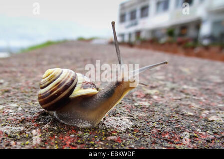 Gardensnail à lèvres blanc, blanc-lipped escargot, escargot, plus petit escargot Cepaea hortensis (bandes), sur un mur, l'Allemagne, l'Schleswig-Holsten Banque D'Images