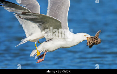 Goéland argenté (Larus argentatus) Goéland argenté, attaquent un goéland chick, Norvège, Troms, Tromsoe Banque D'Images