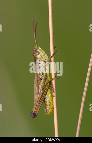 Pré commun (sauterelle Chorthippus parallelus), homme assis sur un brin d'herbe, Allemagne Banque D'Images