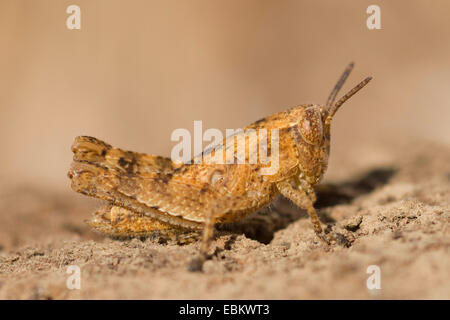 (Pezotettix giornae Grasshopper fc), assis sur le sol, Portugal Banque D'Images