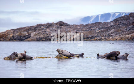 Le phoque, phoque commun (Phoca vitulina), phoques communs reposant sur des rochers près de la côte, de la Norvège, Svalbard, Spitzberg, Lilliehoeoekfjorden 151 Banque D'Images