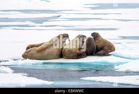 Le morse (Odobenus rosmarus), les morses de la glace, de la Norvège, Svalbard, Spitzberg, Inseln Sju°yane Banque D'Images