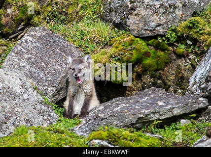 Le renard arctique, le renard polaire (Alopex lagopus, Vulpes lagopus), assis en face de sa tanière et bâillements, Norvège, Spitzberg, Svalbard 151, Sankt Jonsfjoden Banque D'Images