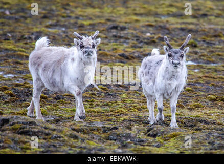 Renne du Svalbard (Rangifer tarandus platyrhynchus ), deux rennes sur Svalbard, Norvège, Svalbard, Lomfjorden Banque D'Images