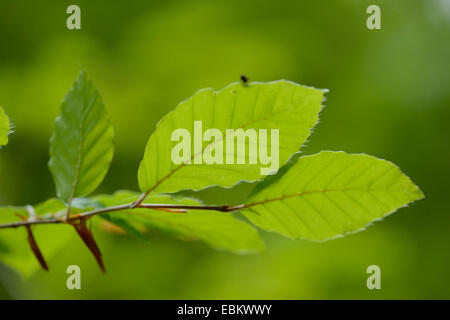 Le hêtre commun (Fagus sylvatica), les jeunes feuilles en contre-jour, l'Allemagne, la Bavière Banque D'Images