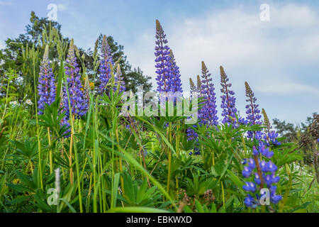 L'lupin, beaucoup de lupin à feuilles, jardin lupin (Lupinus polyphyllus), la floraison, l'Allemagne, la Bavière Banque D'Images