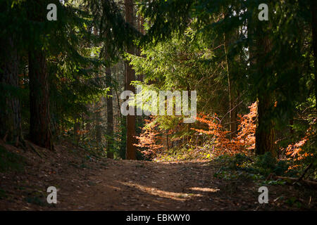 Sentier de forêt au début du printemps, l'Allemagne, Bavière, Oberpfalz Banque D'Images