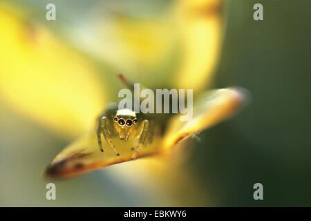 Zodariidae (des), assis sur une fleur, rôdant, Philippines Banque D'Images