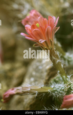 Hedgehog cactus Echinocereus (scheerii), fleur Banque D'Images