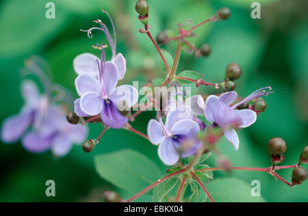 Papillon bleu (bush Clerodendrum ugandense), blooming Banque D'Images