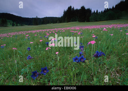 Gentiana clusii (Gentiana clusii), la montagne en fleurs prairie avec Gentiana clusii et Primula farinosa, Allemagne, Bavière, Alpes Banque D'Images