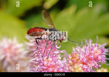 Tachinaire (Cylindromyia bicolor), assis sur les fleurs roses, Allemagne Banque D'Images